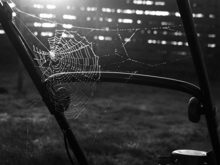 cobweb