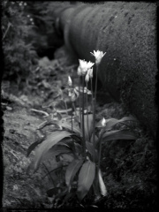 alva pipeflowers