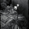 alva pipeflowers