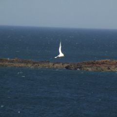 abird