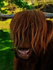 bad hair day