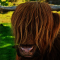 bad hair day