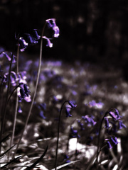 bluebells2
