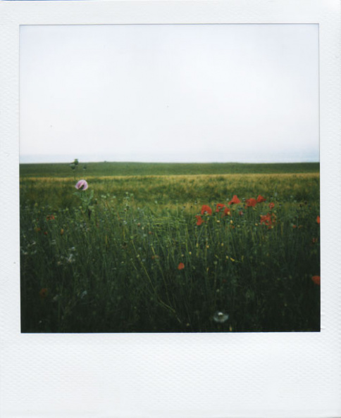 poppies6.jpg