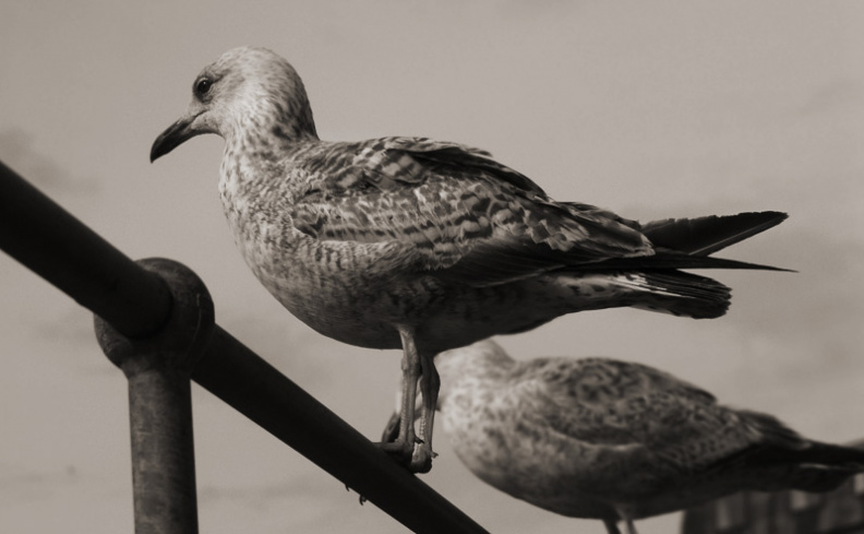 seagull.jpg