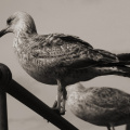 seagull