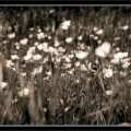 buttercups copy