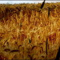 p7162820 copy