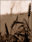 p7162821 copy