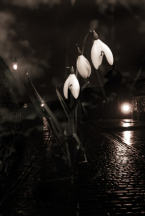edin snowdrops