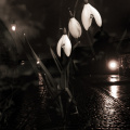 edin snowdrops