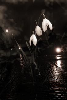 edin snowdrops