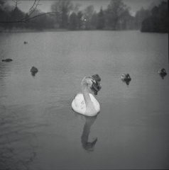 swan song