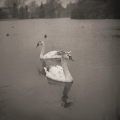 swans