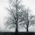 br tree frost