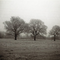 br trees sheep