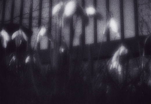 zp snowdrops6 tritone