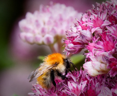 20100814 10 1085 bumble