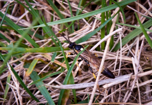 20130908 DSC 6720 1000