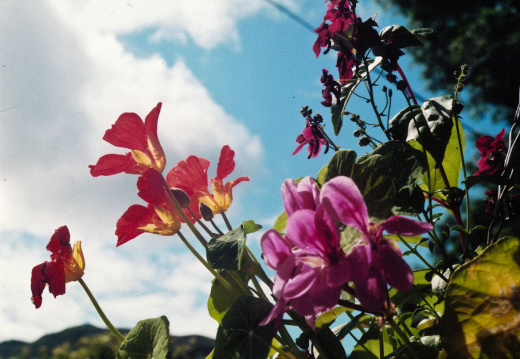 20130919 Scan-070819-0002 1000