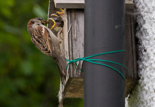 20150706 DSC 2664 1000