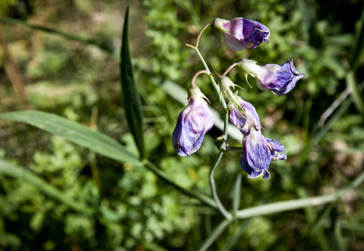 20140611 DSC 9135 1000