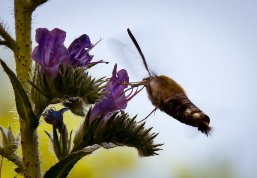 20140611 DSC 9223 1000-2