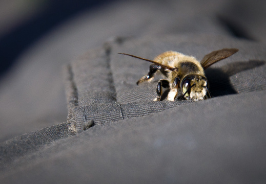 20140612 DSC 9347 1000