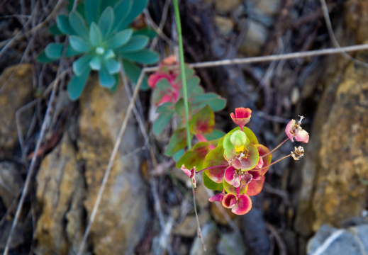 20140613 DSC 9412 1000