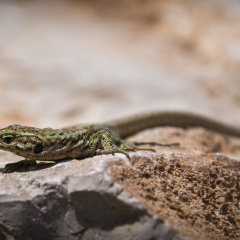 20140614 DSC 9624 1000