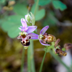 20140614 DSC 9652 1000