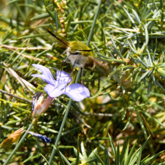 20140614 DSC 9799 1000