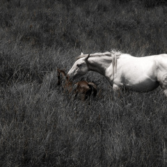 20140622 DSC 0555 1000