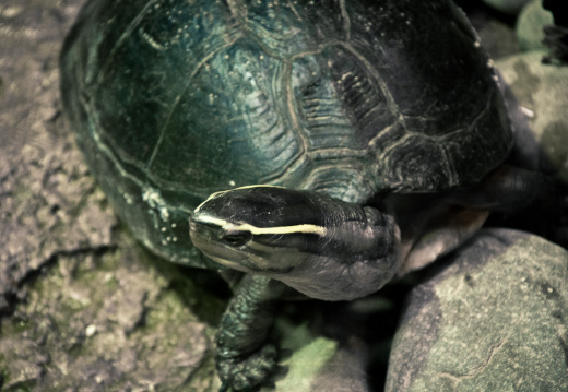 20140623 DSC 0624 1000