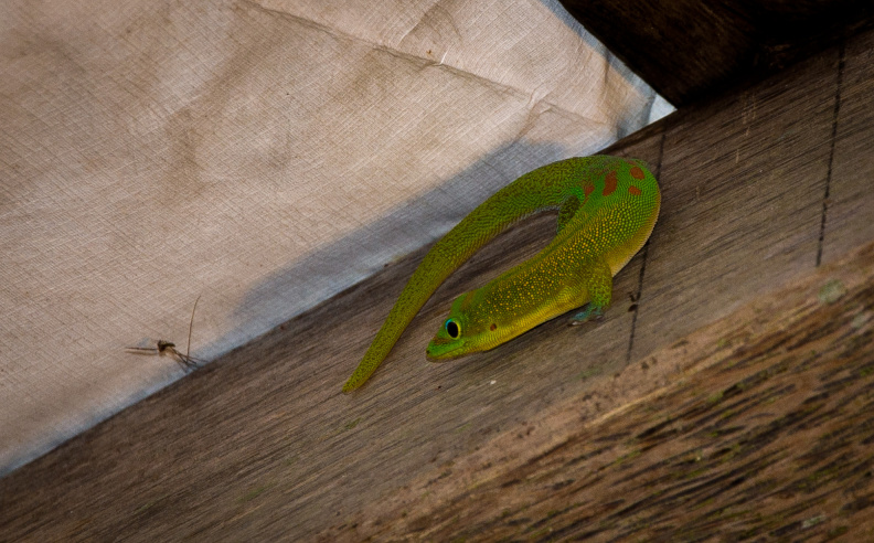 20131103 DSC 7100 1000