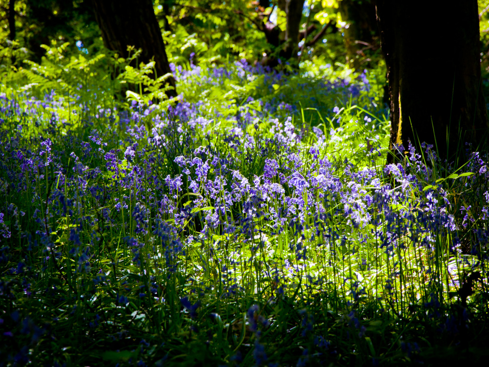 20130602 DSC 5861 1000