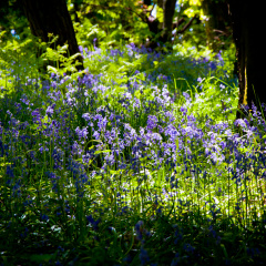 20130602 DSC 5861 1000