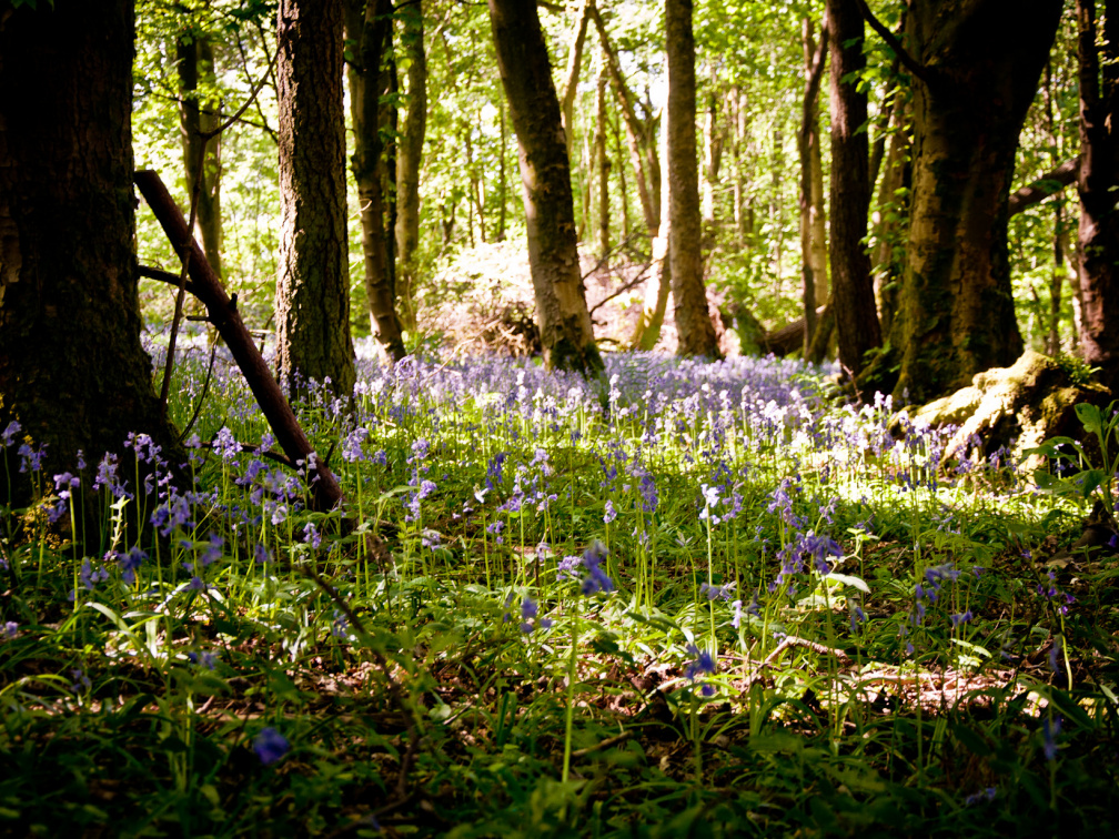 20130602 DSC 5864 1000