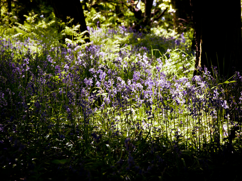 20130602 DSC 5867 1000