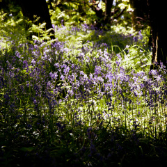 20130602 DSC 5867 1000