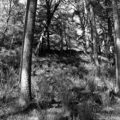 20130602 DSC 5874 1000