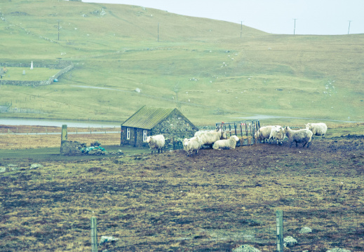 20150128 DSC 2023 1000