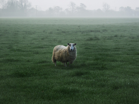 sheep.jpg