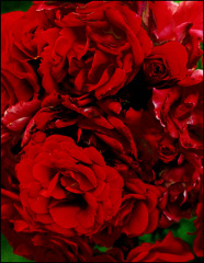 red01 jpg