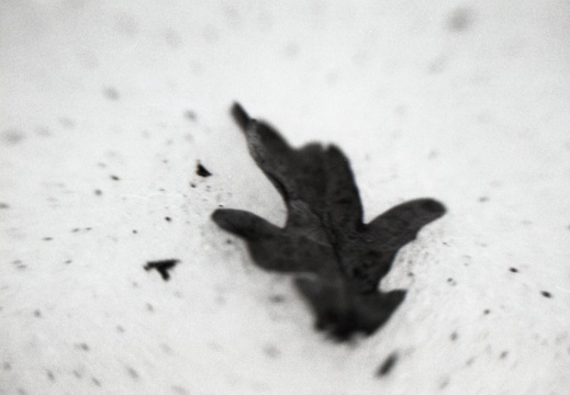 OM30 fp4 tamron 70-150ad2 solGstand009