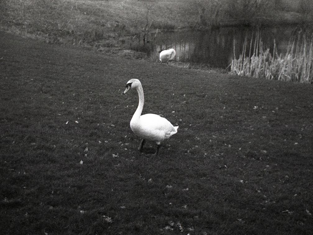 trip35 hp4 oldHC110 stand rescan 009