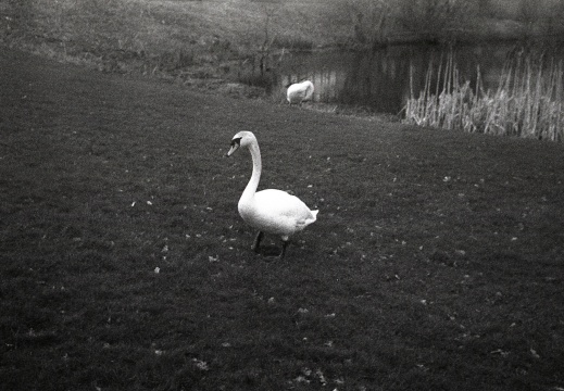 trip35 hp4 oldHC110 stand rescan 009