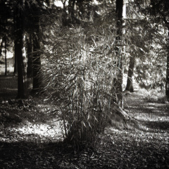 bessa66 fp4 009