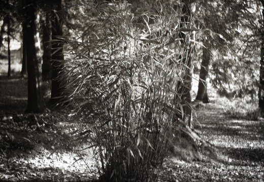 bessa66 fp4 009