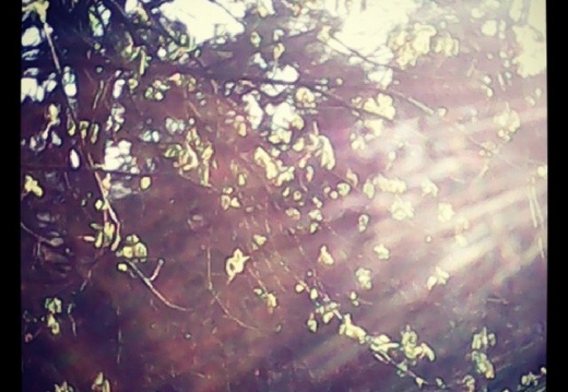 5d6cc66051a46b44a08957dcab4714e0